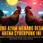 Mengenal Ayam Bangkok: Raja Sabung Ayam Paling Ditunggu