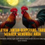Mengenal Jenis Ayam Bangkok yang Sering Dipakai di Sabung Ayam S128