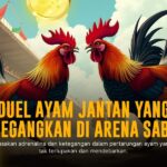 Keunikan Ayam Bangkok dalam Sabung Ayam SV388