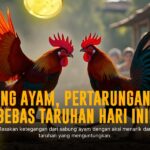Mengenal Ayam Bangkok: Raja Sabung Ayam dalam Dunia Taruhan SV388