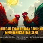 Mengenal Ayam Saigon dalam Sabung Ayam Online SV388