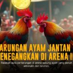 Mengenal Ayam Bangkok dalam Sabung Ayam Online SV388