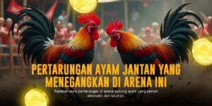 Mengenal Ayam Bangkok dalam Sabung Ayam Online SV388