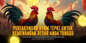 Mengenal Duel Sengit Sabung Ayam SV388: Strategi, Odds, dan Sensasi