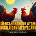Mengenal Jenis-Jenis Ayam Laga di Sabung Ayam SV388