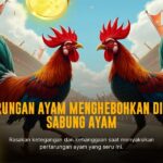 Mengenal Ayam Bangkok, Raja Sabung Ayam yang Ditakuti