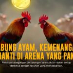 Jenis Ayam Aduan Jenis Saigon yang Wajib Kamu Tahu